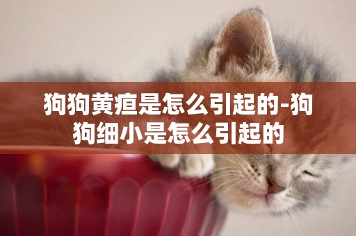 狗狗黃疸是怎么引起的-狗狗細小是怎么引起的