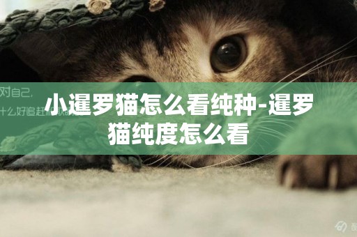 小暹羅貓怎么看純種-暹羅貓純度怎么看