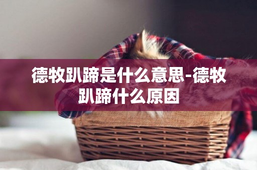 德牧趴蹄是什么意思-德牧趴蹄什么原因