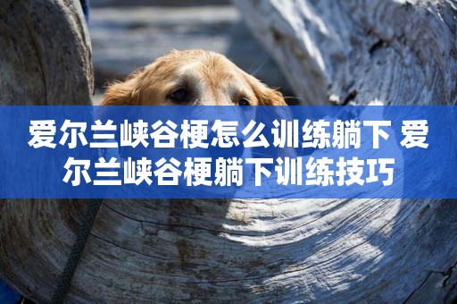 愛爾蘭峽谷梗怎么訓練躺下 愛爾蘭峽谷梗躺下訓練技巧