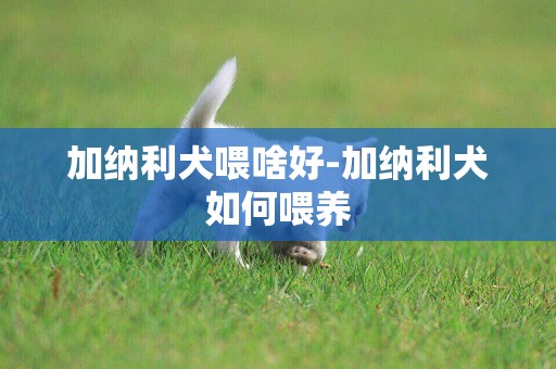 加納利犬喂啥好-加納利犬如何喂養