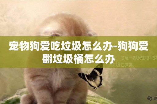 寵物狗愛吃垃圾怎么辦-狗狗愛翻垃圾桶怎么辦