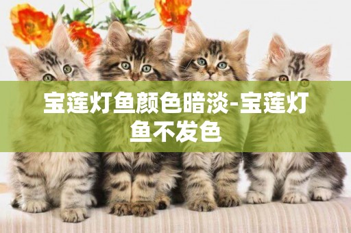 寶蓮燈魚顏色暗淡-寶蓮燈魚不發色