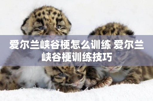 愛爾蘭峽谷梗怎么訓練 愛爾蘭峽谷梗訓練技巧