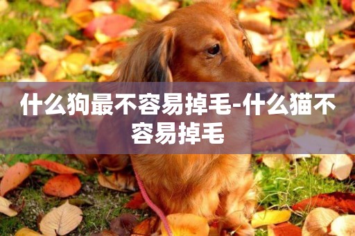 什么狗最不容易掉毛-什么貓不容易掉毛