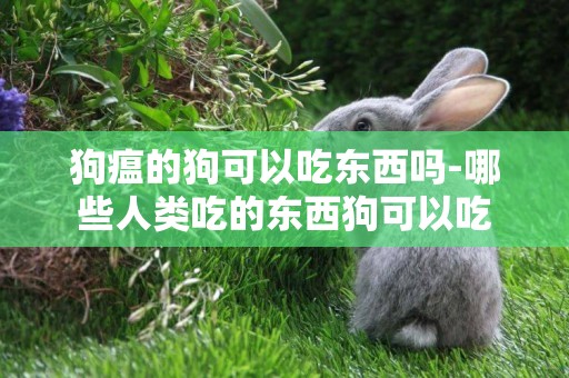 狗瘟的狗可以吃東西嗎-哪些人類吃的東西狗可以吃