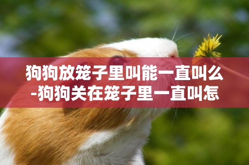 狗狗放籠子里叫能一直叫么-狗狗關在籠子里一直叫怎么辦