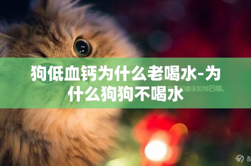 狗低血鈣為什么老喝水-為什么狗狗不喝水