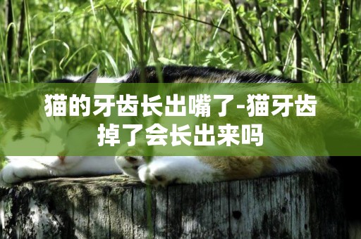 貓的牙齒長出嘴了-貓牙齒掉了會長出來嗎