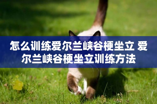 怎么訓練愛爾蘭峽谷梗坐立 愛爾蘭峽谷梗坐立訓練方法