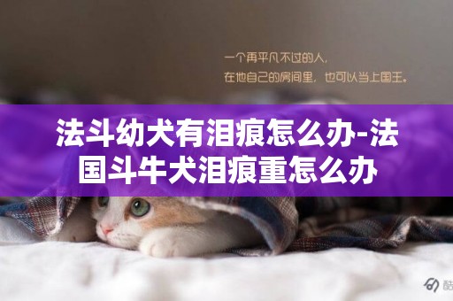 法斗幼犬有淚痕怎么辦-法國斗牛犬淚痕重怎么辦