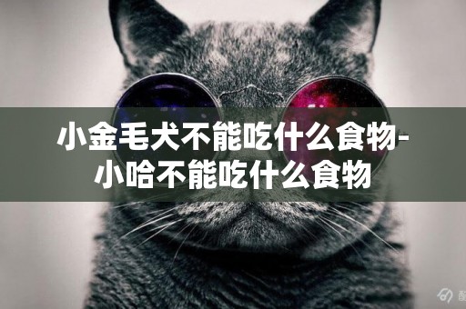 小金毛犬不能吃什么食物-小哈不能吃什么食物