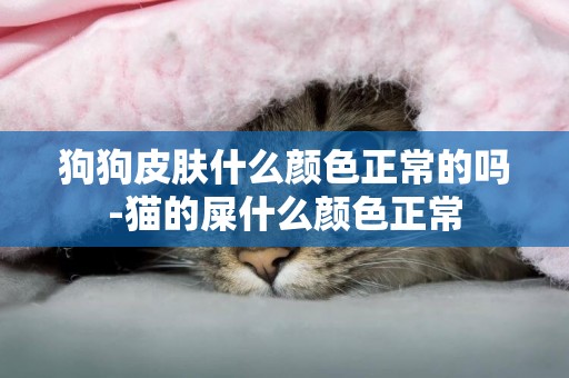 狗狗皮膚什么顏色正常的嗎-貓的屎什么顏色正常