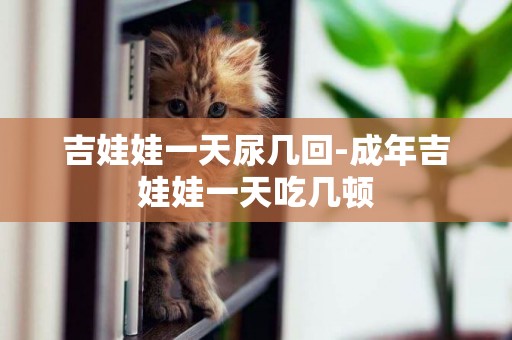 吉娃娃一天尿幾回-成年吉娃娃一天吃幾頓