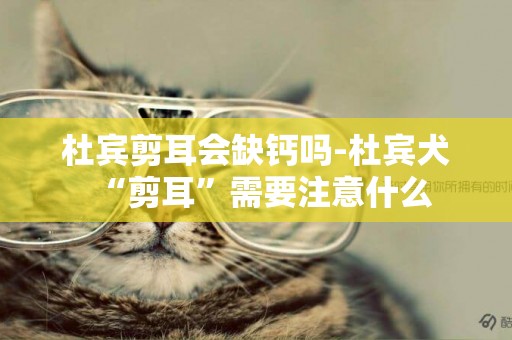 杜賓剪耳會缺鈣嗎-杜賓犬“剪耳”需要注意什么