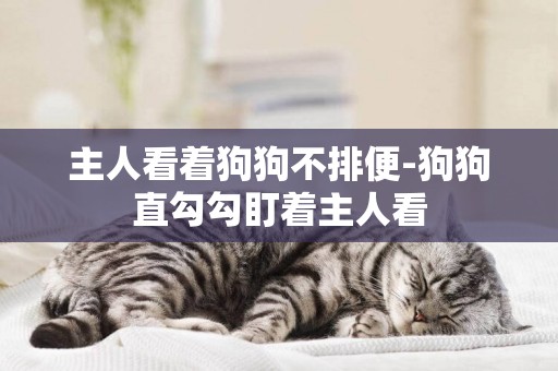 主人看著狗狗不排便-狗狗直勾勾盯著主人看
