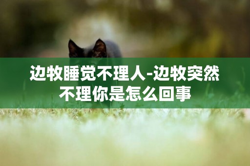 邊牧睡覺不理人-邊牧突然不理你是怎么回事