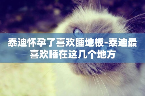 泰迪懷孕了喜歡睡地板-泰迪最喜歡睡在這幾個地方