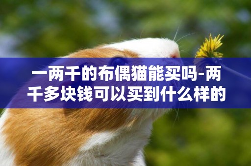 一兩千的布偶貓能買嗎-兩千多塊錢可以買到什么樣的布偶貓
