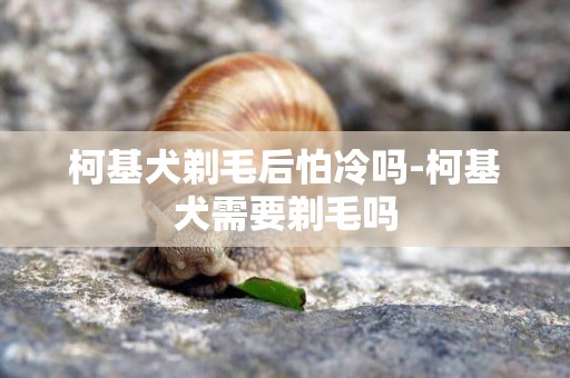 柯基犬剃毛后怕冷嗎-柯基犬需要剃毛嗎