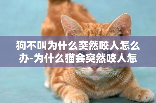 狗不叫為什么突然咬人怎么辦-為什么貓會突然咬人怎么辦