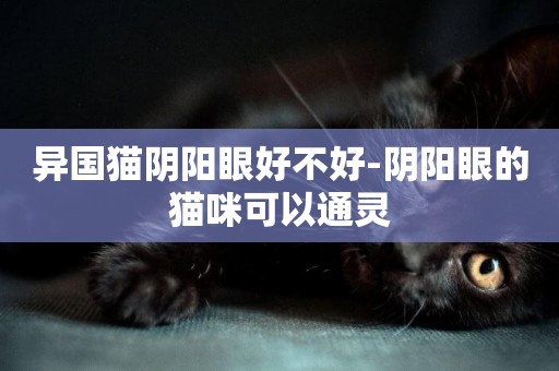 異國貓陰陽眼好不好-陰陽眼的貓咪可以通靈