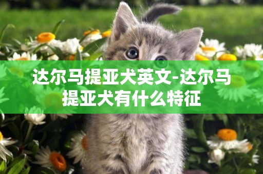 達爾馬提亞犬英文-達爾馬提亞犬有什么特征