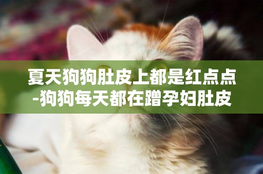 夏天狗狗肚皮上都是紅點點-狗狗每天都在蹭孕婦肚皮