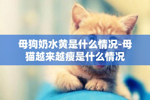 母狗奶水黃是什么情況-母貓越來越瘦是什么情況