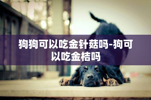 狗狗可以吃金針菇嗎-狗可以吃金桔嗎