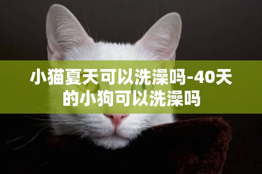 小貓夏天可以洗澡嗎-40天的小狗可以洗澡嗎