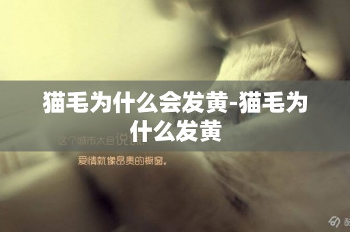 貓毛為什么會發黃-貓毛為什么發黃