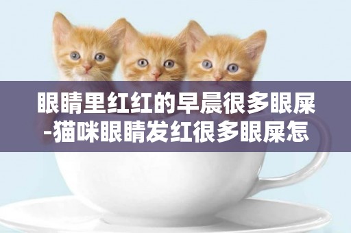 眼睛里紅紅的早晨很多眼屎-貓咪眼睛發紅很多眼屎怎么辦