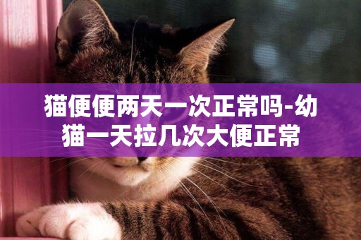 貓便便兩天一次正常嗎-幼貓一天拉幾次大便正常