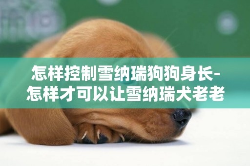 怎樣控制雪納瑞狗狗身長-怎樣才可以讓雪納瑞犬老老實實地吃飯呢