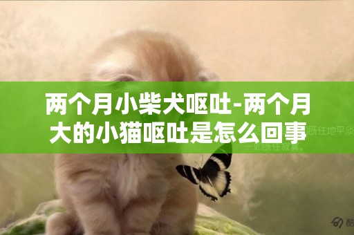 兩個月小柴犬嘔吐-兩個月大的小貓嘔吐是怎么回事