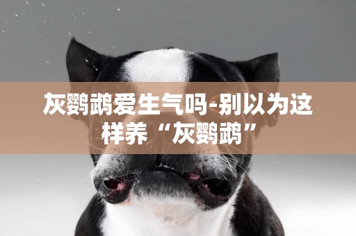 灰鸚鵡愛生氣嗎-別以為這樣養“灰鸚鵡”