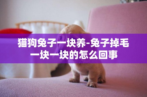 貓狗兔子一塊養-兔子掉毛一塊一塊的怎么回事