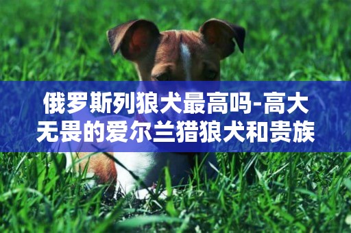 俄羅斯列狼犬最高嗎-高大無畏的愛爾蘭獵狼犬和貴族氣質的俄羅斯獵狼犬