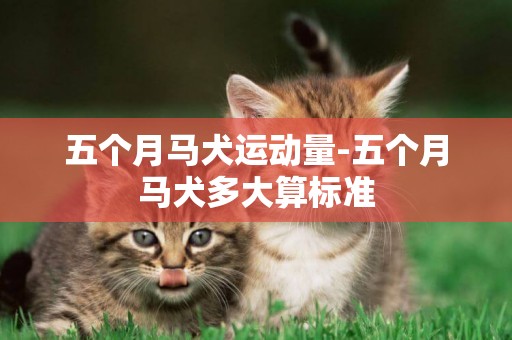 五個月馬犬運動量-五個月馬犬多大算標準