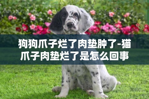 狗狗爪子爛了肉墊腫了-貓爪子肉墊爛了是怎么回事