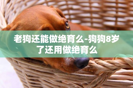 老狗還能做絕育么-狗狗8歲了還用做絕育么