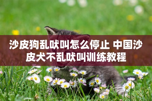 沙皮狗亂吠叫怎么停止 中國沙皮犬不亂吠叫訓練教程