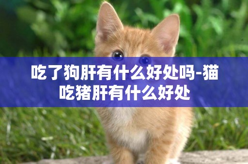 吃了狗肝有什么好處嗎-貓吃豬肝有什么好處