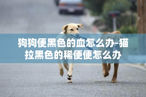 狗狗便黑色的血怎么辦-貓拉黑色的稀便便怎么辦