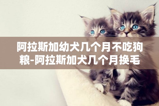 阿拉斯加幼犬幾個月不吃狗糧-阿拉斯加犬幾個月換毛
