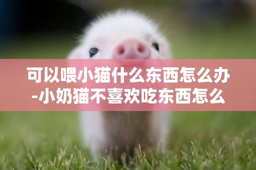 可以喂小貓什么東西怎么辦-小奶貓不喜歡吃東西怎么辦