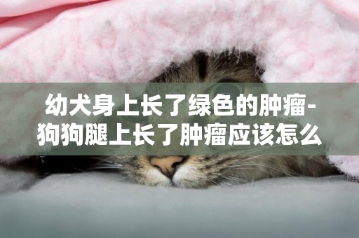 幼犬身上長了綠色的腫瘤-狗狗腿上長了腫瘤應該怎么辦