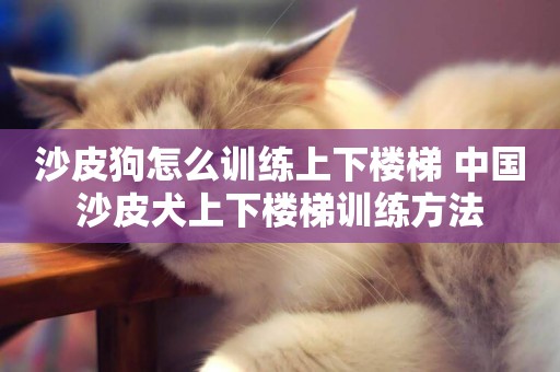 沙皮狗怎么訓練上下樓梯 中國沙皮犬上下樓梯訓練方法