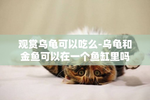 觀賞烏龜可以吃么-烏龜和金魚可以在一個魚缸里嗎